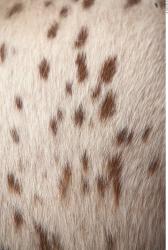 Photo Textures of Animals Skin